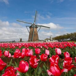 Scenic view of a traditional Dutch windmill surrounded by vibrant tulip fields under a clear blue sky.