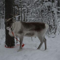Rovaniemi 3-Day Pack: Budget, Foodie & Romantic - Photo by Michelle Chadwick