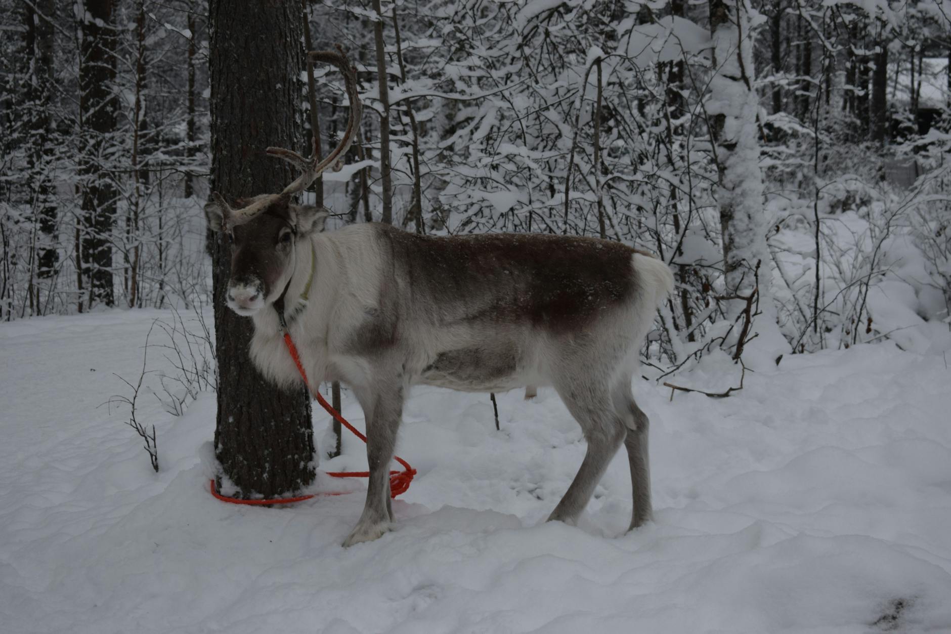 Rovaniemi 3-Day Pack: Budget, Foodie & Romantic - Photo by Michelle Chadwick