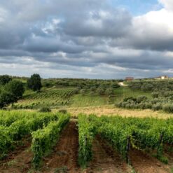 Tuscany Family Road Trip